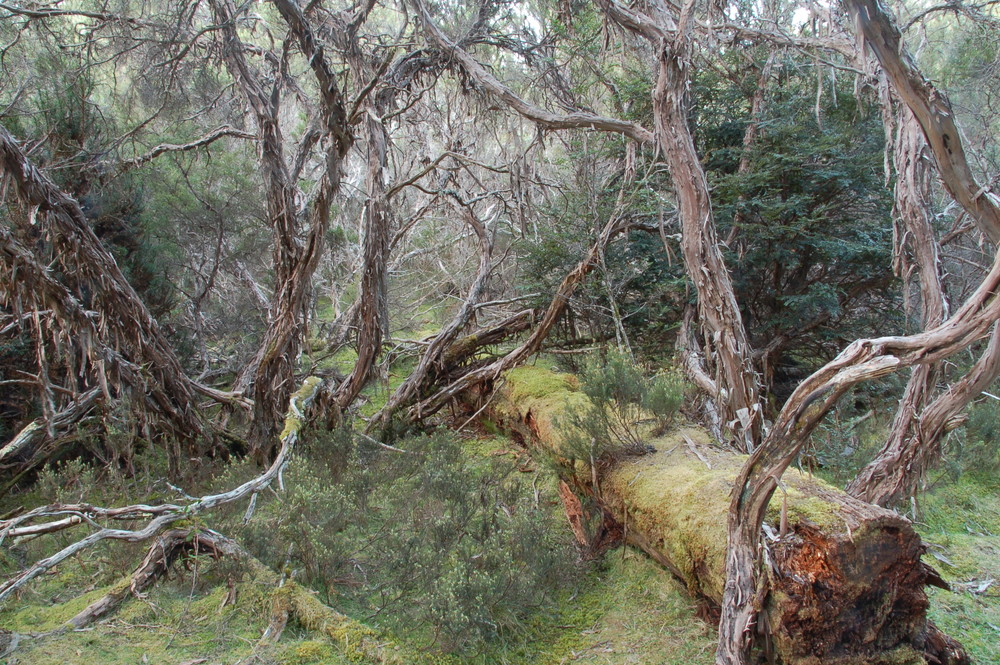 Waldabschnitt in Tasmanien