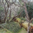 Waldabschnitt in Tasmanien