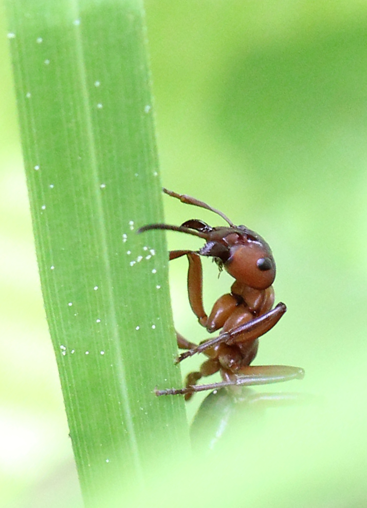 Waldameise / Ant (Formica rufa) beim Erklimmen eines Grashalms