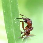 Waldameise / Ant (Formica rufa) beim Erklimmen eines Grashalms