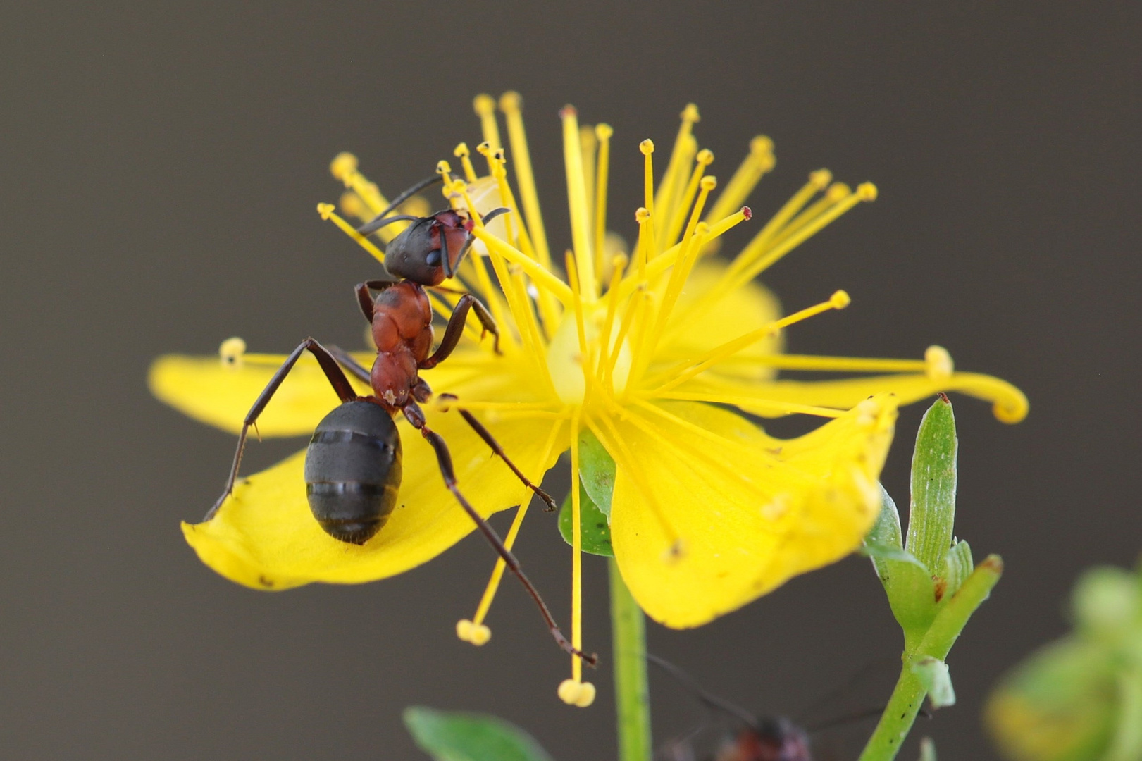 Waldameise auf gelber Blüte