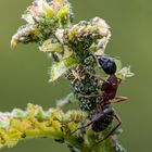 Waldameise beim Frühstück