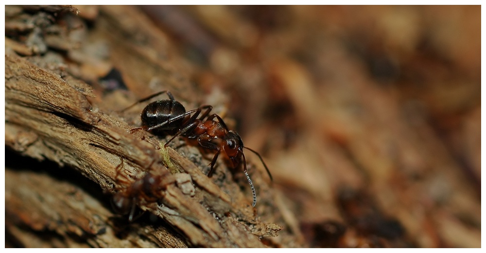 Waldameise (Formica rufa)