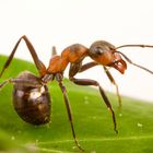 Waldameise (Formica rufa) - wood ant (Formica rufa)