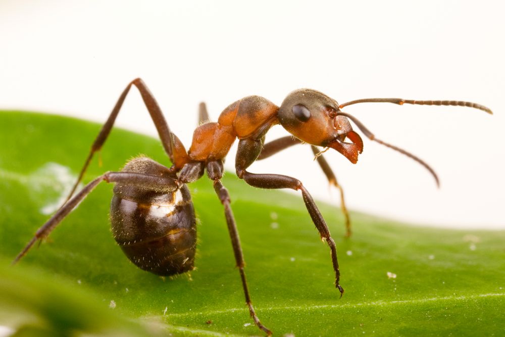 Waldameise (Formica rufa) wood ant (Formica rufa) Foto & Bild tiere
