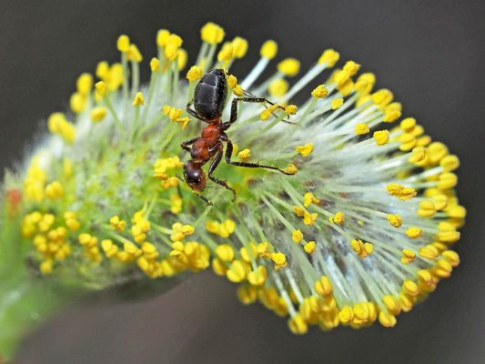 Waldameise im Kopfstand ...