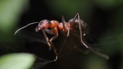 Waldameise in den Spinnenfäden gefangen