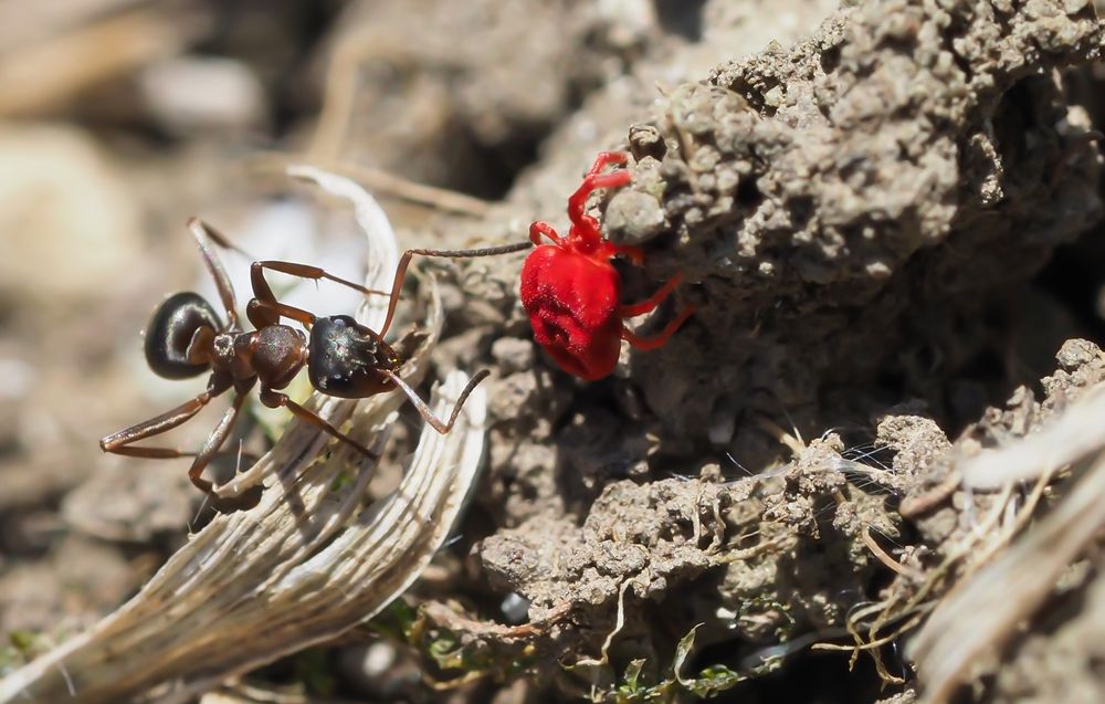 Waldameise, rote Samtmilbe