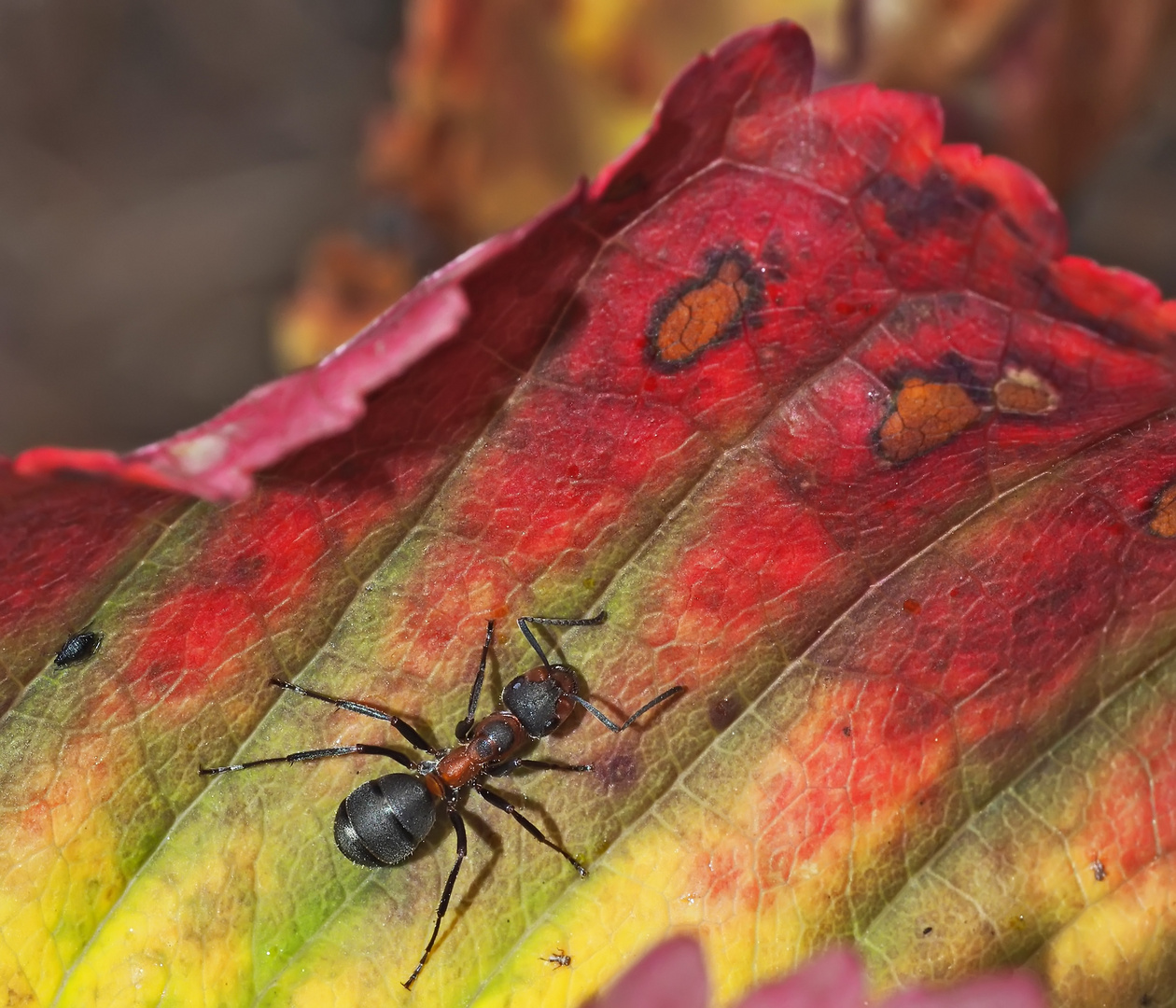 Waldameise und Herbst-Impressionen!