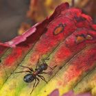 Waldameise und Herbst-Impressionen!