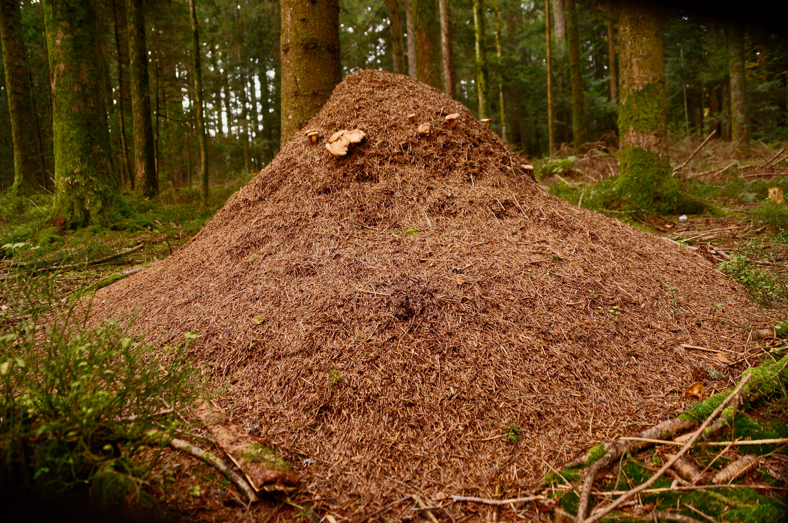 Waldameisenhügel mit " Pilzbefall "