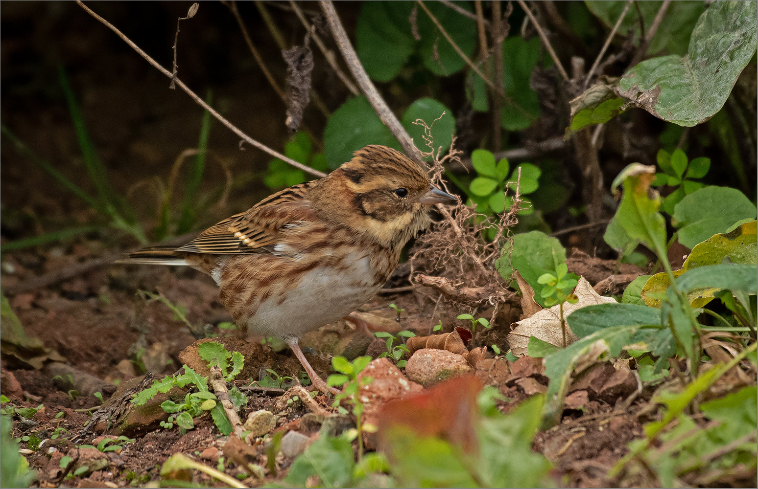 Waldammer  -  Emberiza rustica