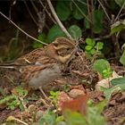 Waldammer  -  Emberiza rustica