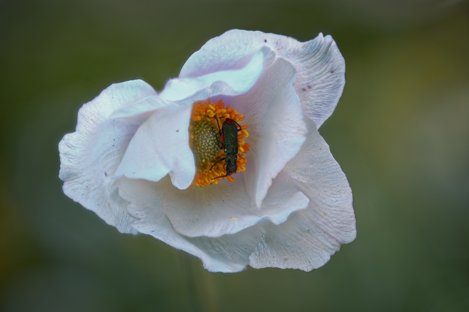 Waldanemone (1) mit Besucher