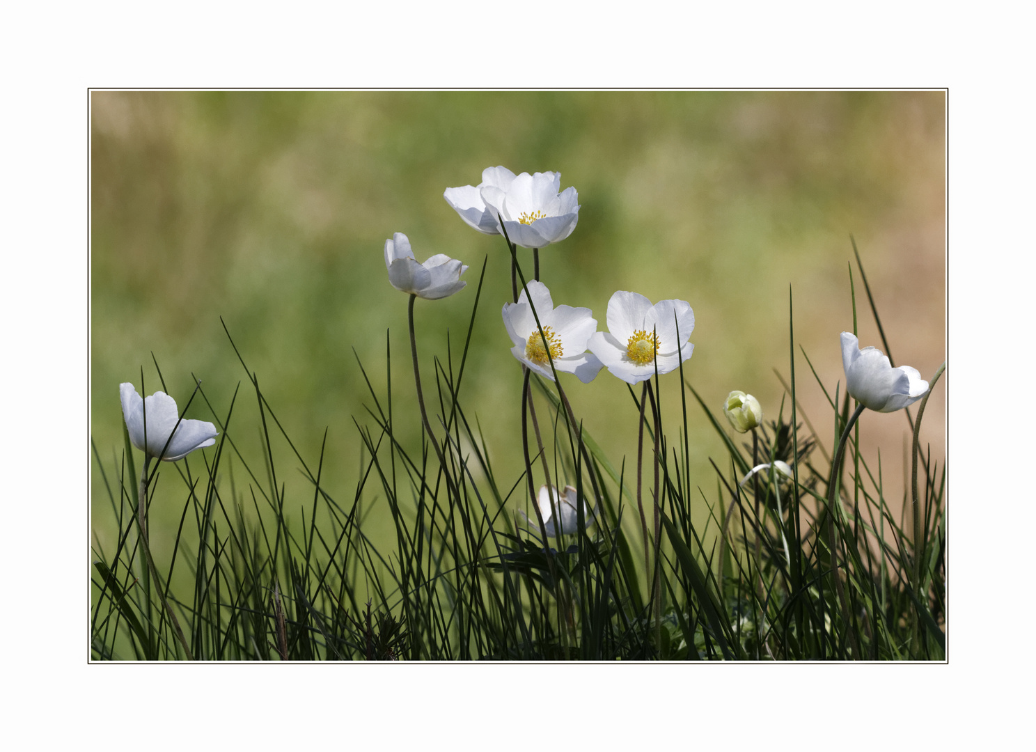 Waldanemone (Anemone sylvestris) 