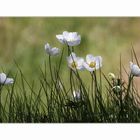 Waldanemone (Anemone sylvestris) 