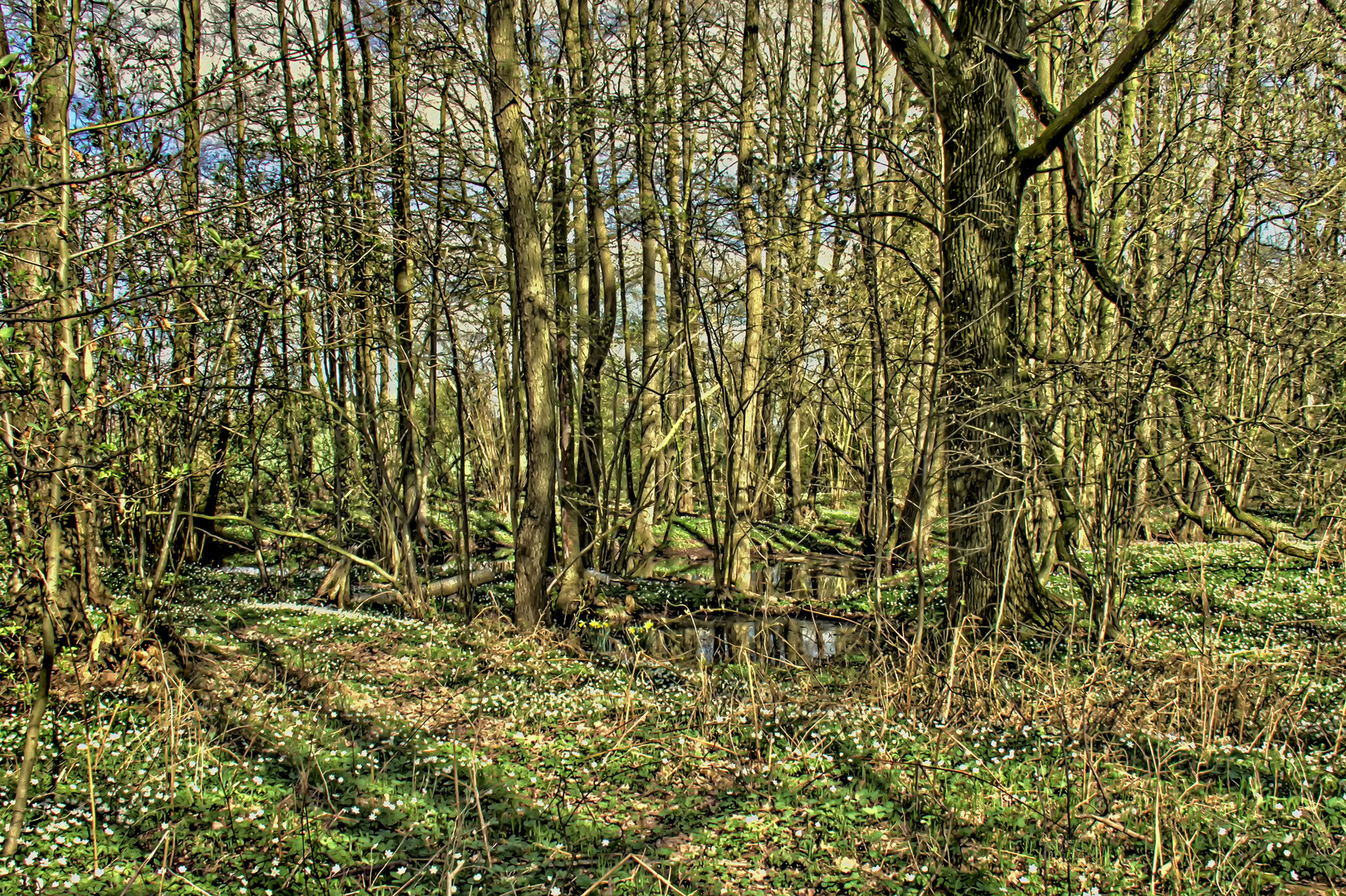 Waldanemonen im Beimoor