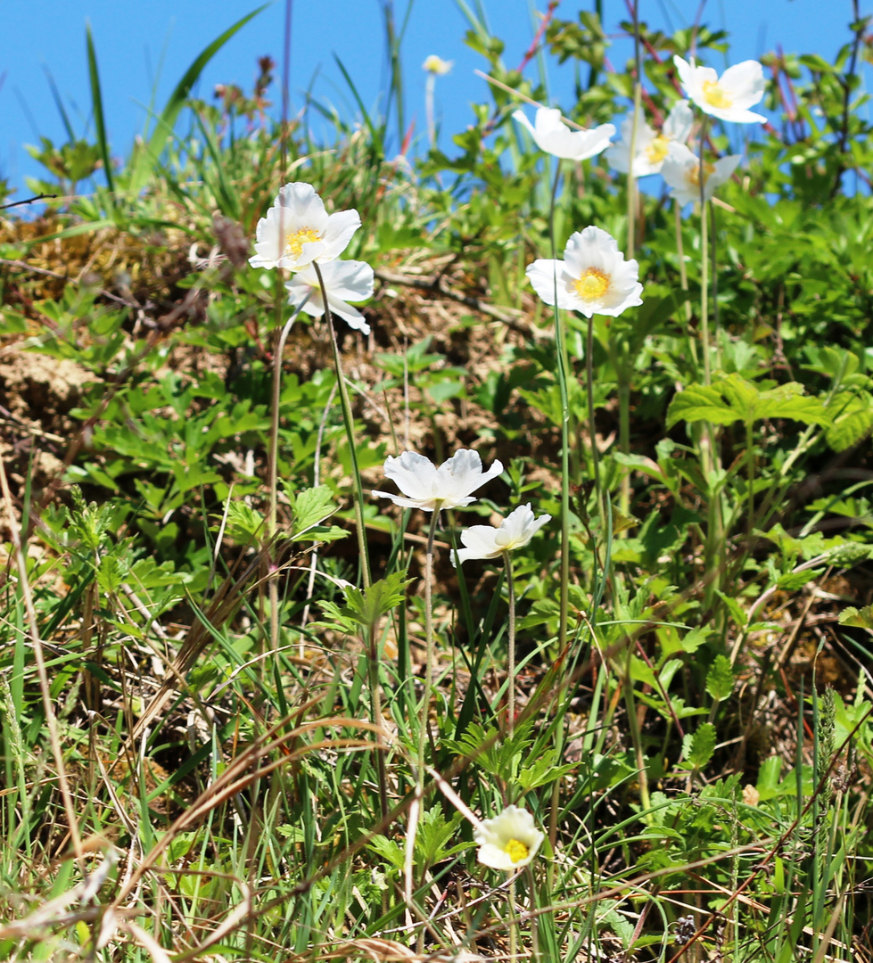 Waldanemonen in der Rennweghohle