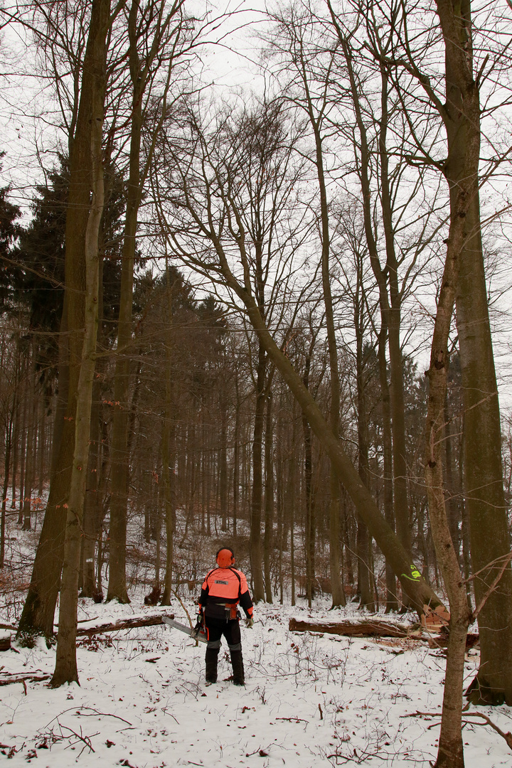 Waldarbeit bei der Durchforstung