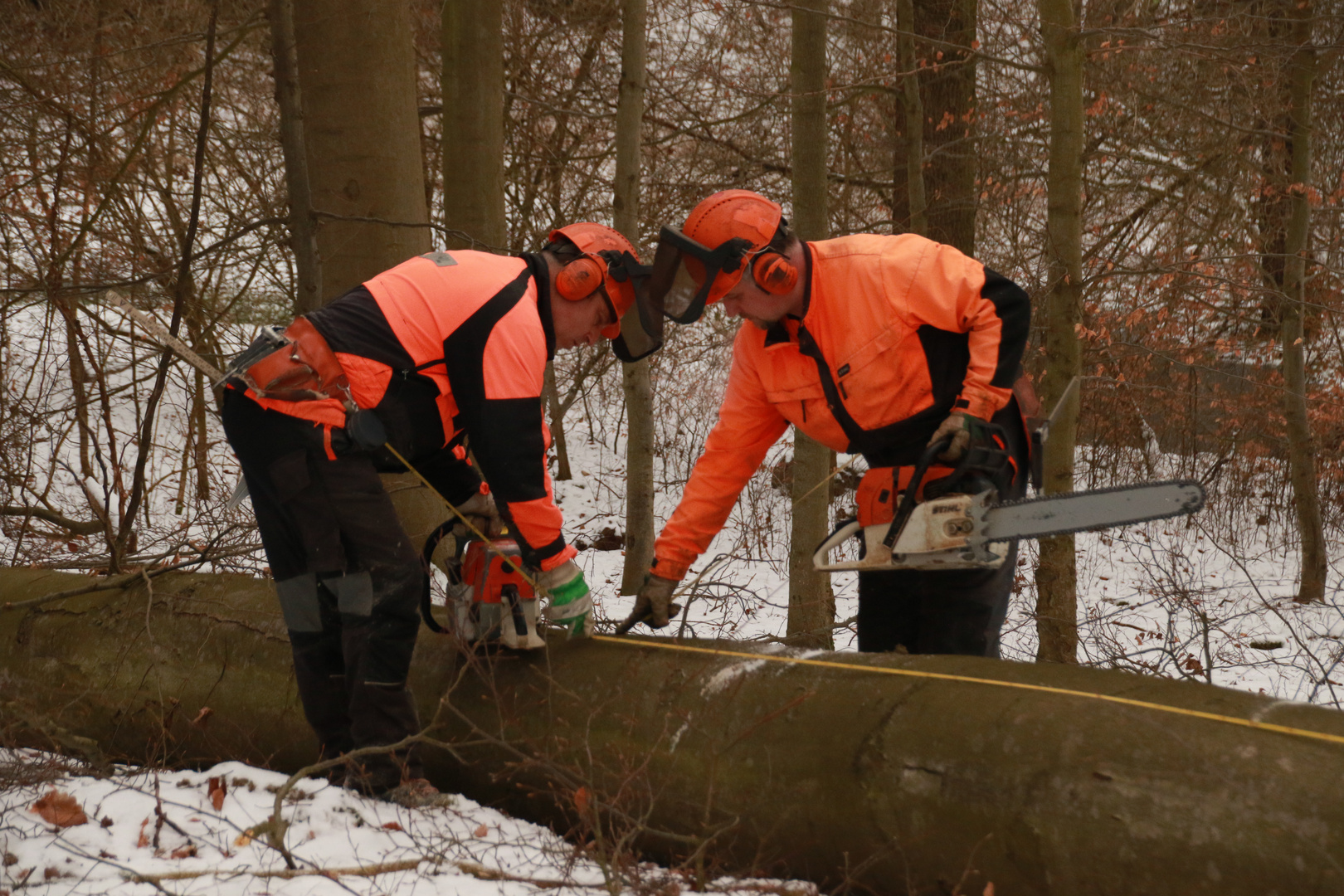 Waldarbeit bei der Durchforstung