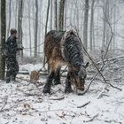 Waldarbeit im Winter