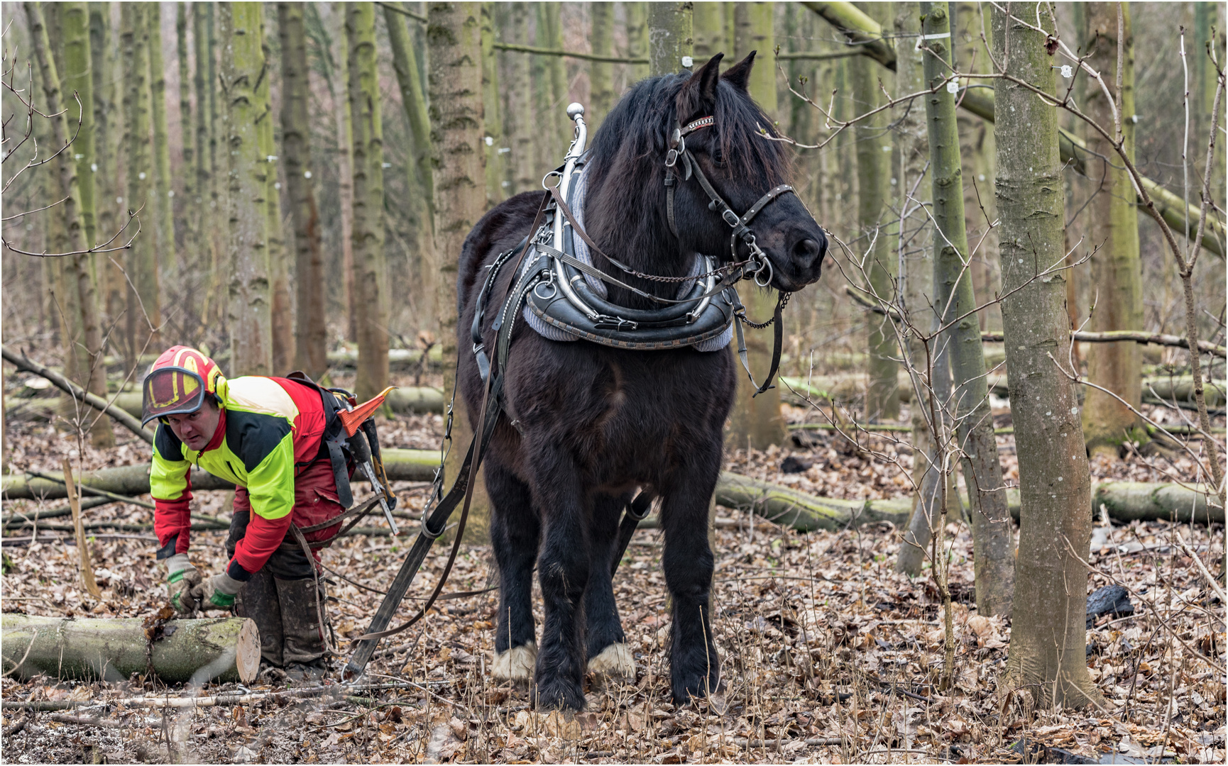 Waldarbeit mit Rückepferd …