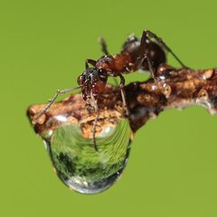 Waldarmeise mit Wassertropfen