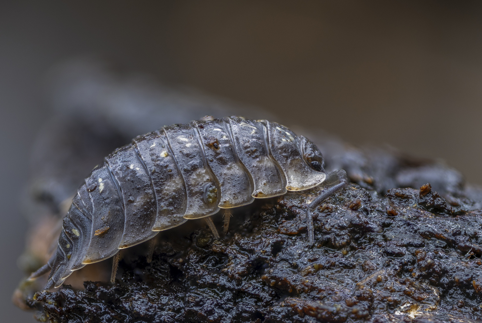 Waldassel (Philoscia muscorum) 