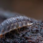 Waldassel (Philoscia muscorum) 