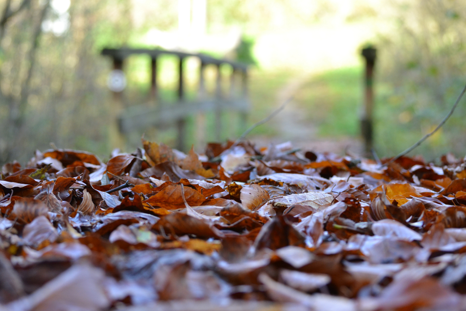 Waldaufnahme im Herbst