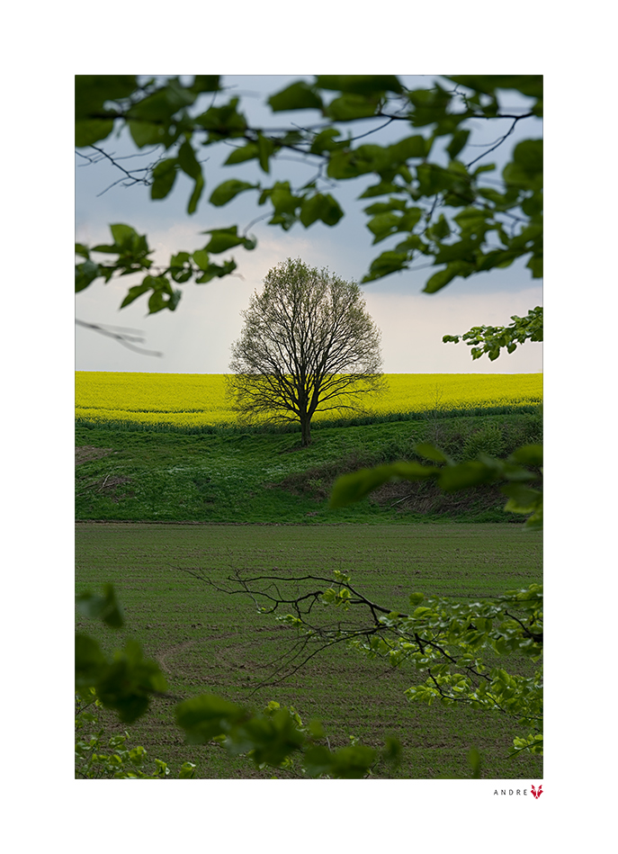 WALDAUSBLICK