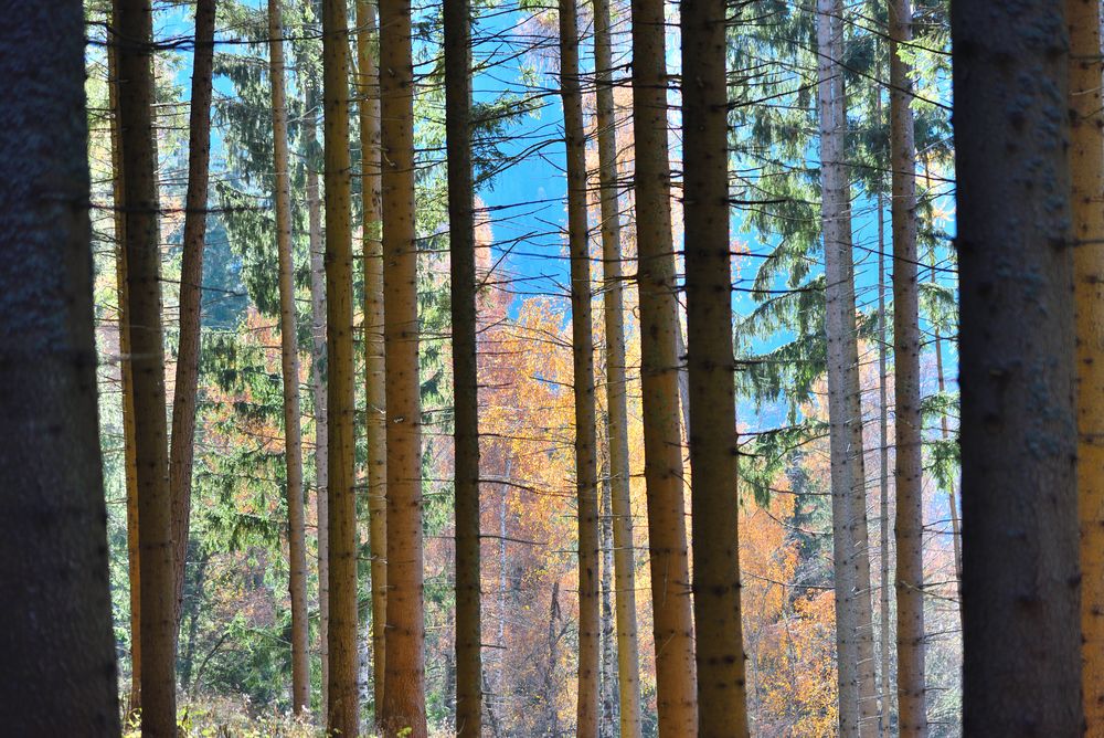 Waldauswärts lacht der Herbst