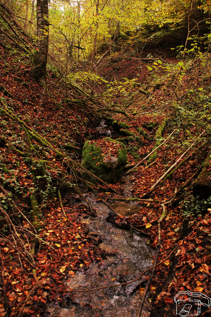 Waldbach (2)