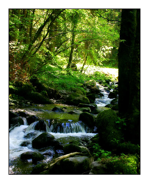 Waldbach von ElenaMartin