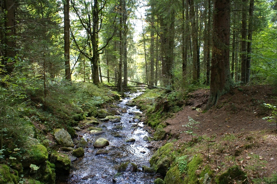 Waldbach, Bayerischer Wald