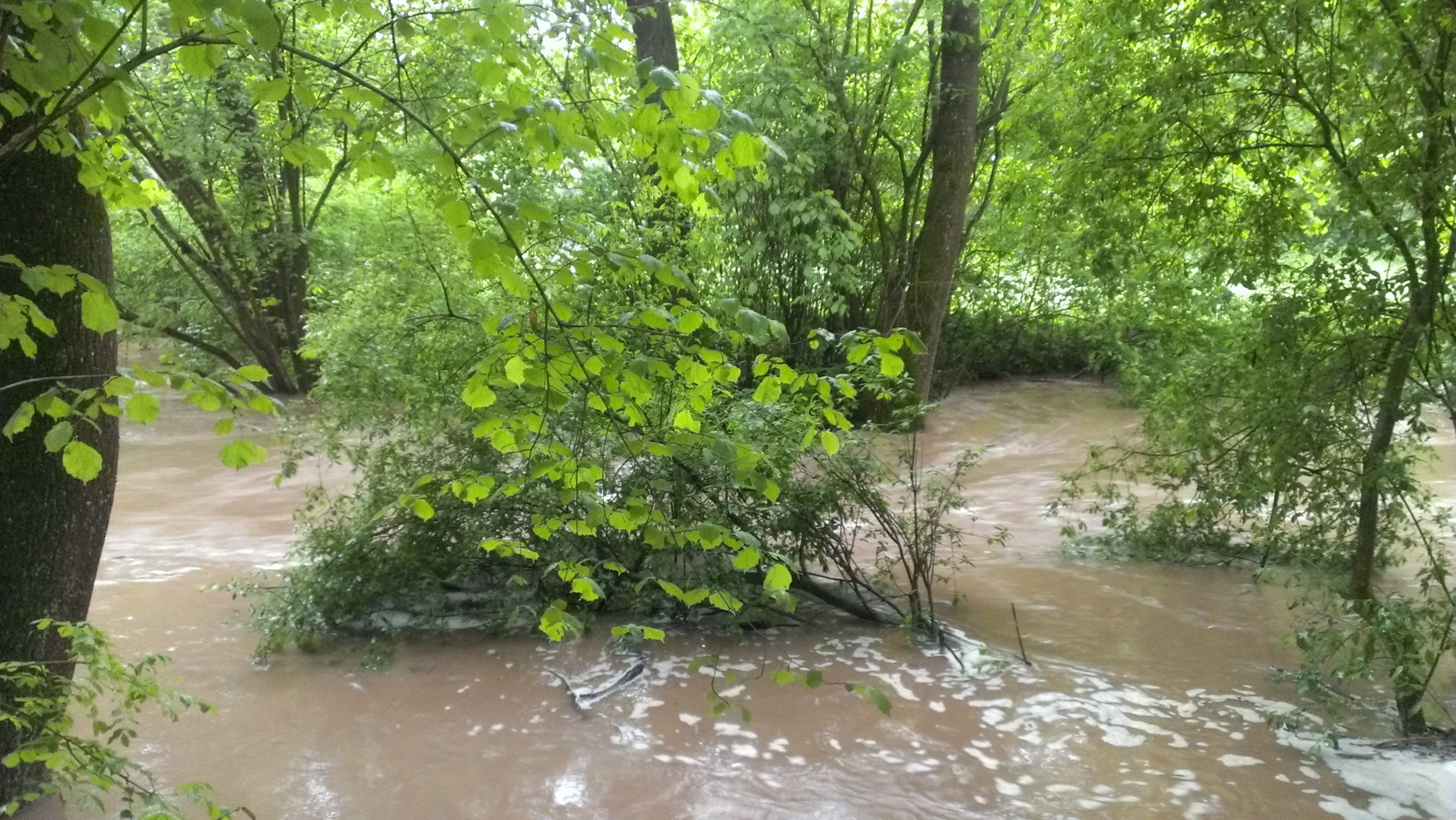 Waldbach bei Hochwasser 2013