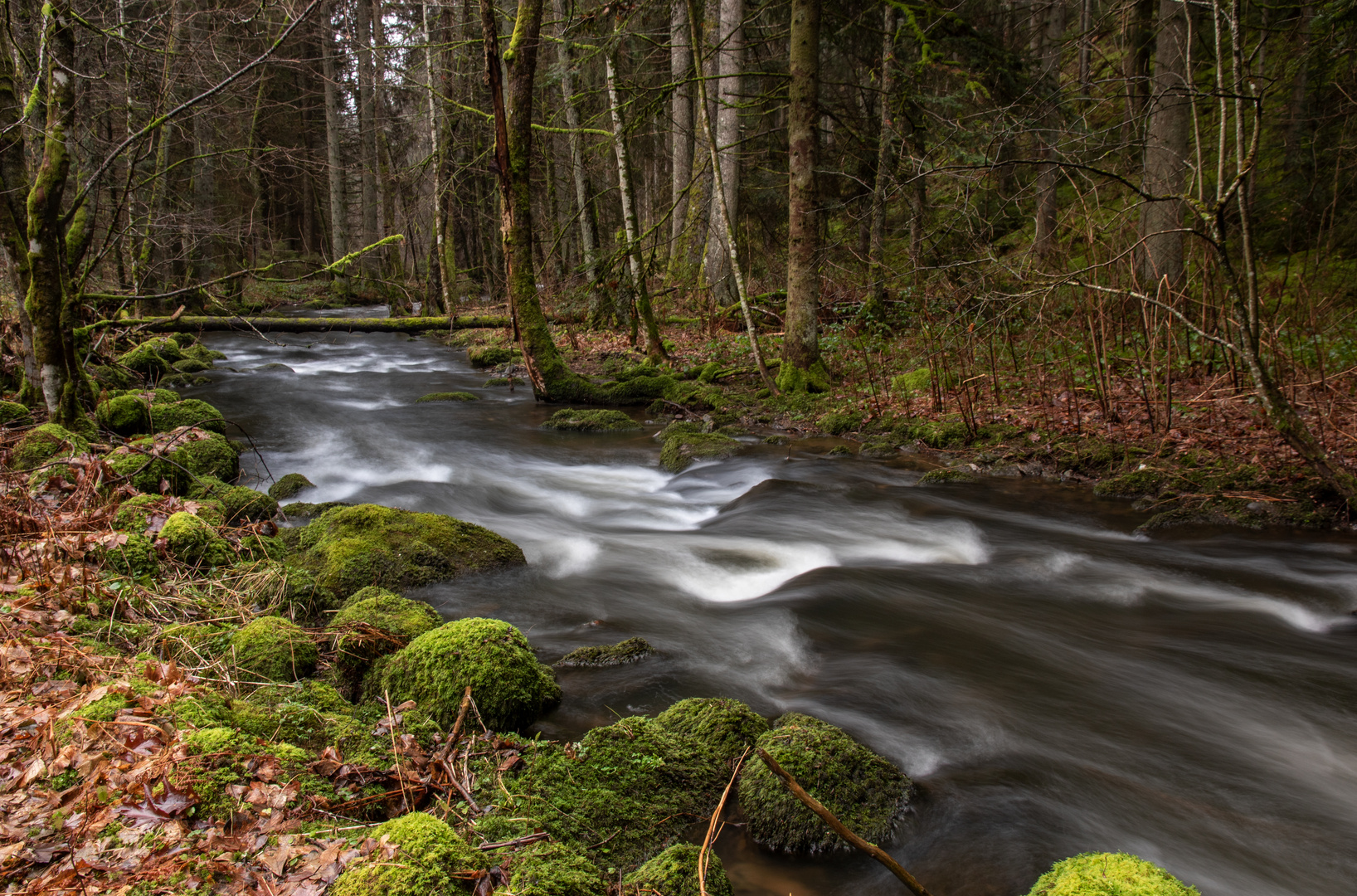 Waldbach Foto & Bild landschaft, bach, fluss & see, bachläufe Bilder