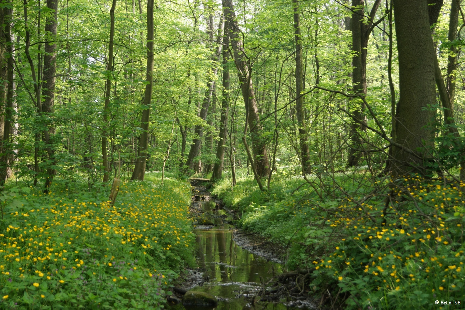 Waldbach im Frühling