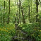 Waldbach im Frühling