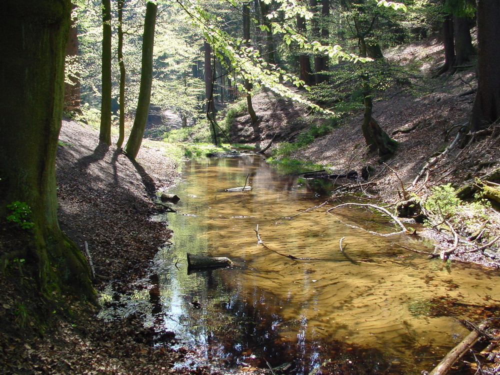 Waldbach im Frühling