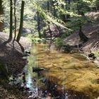 Waldbach im Frühling