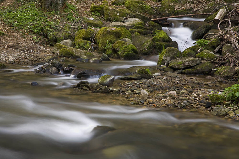 Waldbach im Frühling