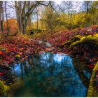 Waldbach  im Herbst 