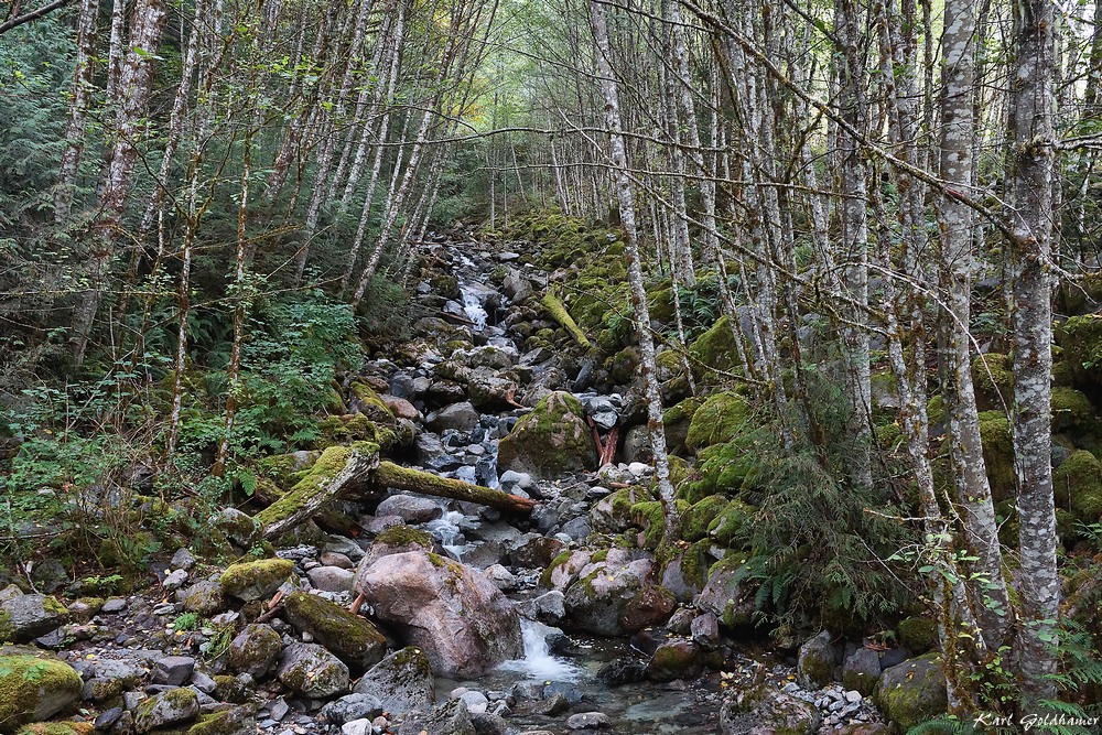 Waldbach im Squamish-Gebiet