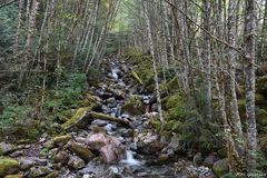 Waldbach im Squamish-Gebiet