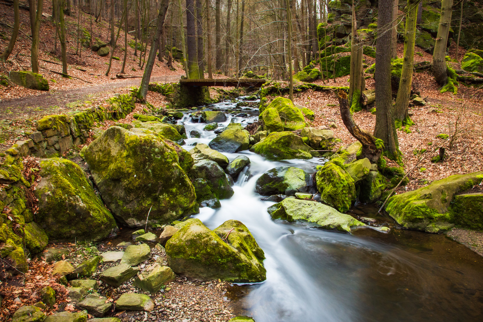 Waldbach im Vorfrühling