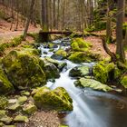 Waldbach im Vorfrühling