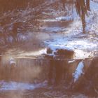 Waldbach im Winter