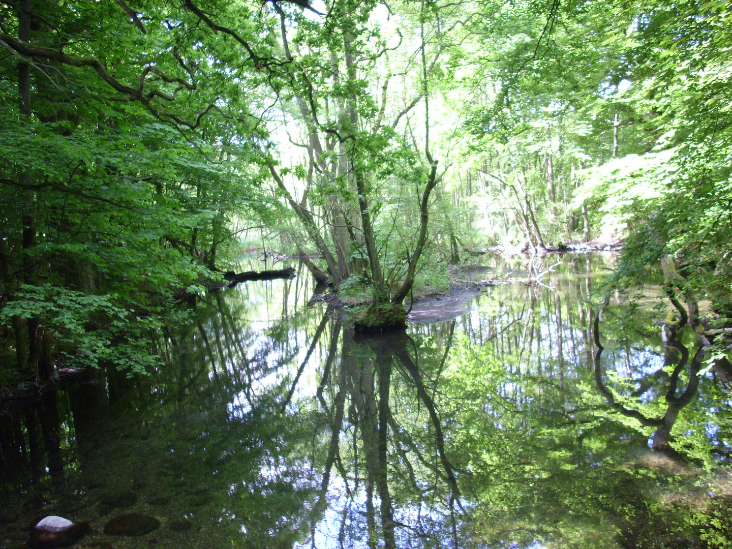 Waldbach Krakow am See