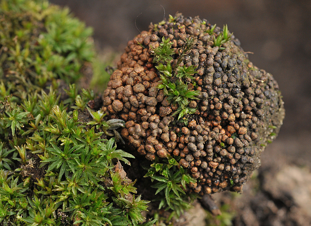 Waldbach – Kugel